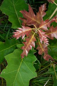Quercus velutina (Eastern black oak, black oak, yellow oak)