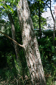 Robinia pseudoacacia (black locust)