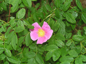 Rosa carolina (pasture rose, wild rose, Carolina rose, low rose)