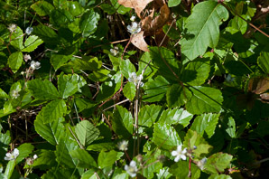 Rubus hispidus (swamp dewberry, bristly blackberry, bristly dewberry)
