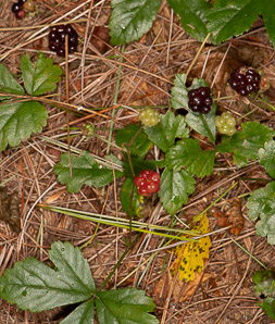 Rubus hispidus (swamp dewberry, bristly blackberry, bristly dewberry)