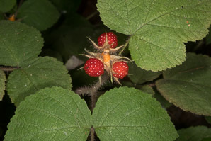 Rubus phoenicolasius (wineberry, wine raspberry, Japanese wineberry)