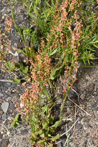 Rumex acetosella (red sorrel, sheep sorrel, sour weed, field sorrel, common sheep sorrel)