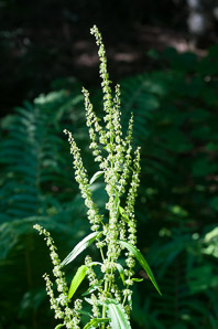 Rumex obtusifolius (bitter dock, broad-leaved dock)