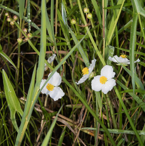 Sagittaria cuneata (arumleaf arrowhead)