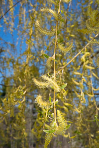 Salix babylonica (weeping willow)
