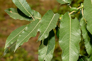 Salix eriocephala (heart-leaved willow, Missouri River willow)