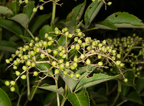 Sambucus nigra (elderberry, American elderberry, common elderberry, black elderberry, American black elderberry)
