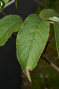 Sambucus racemosa (red elderberry, redberry elder, red-berried elder)