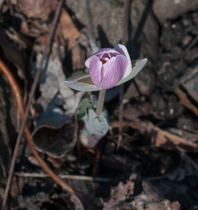 Sanguinaria canadensis (bloodroot)