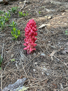 Sarcodes sanguinea (snowplant)