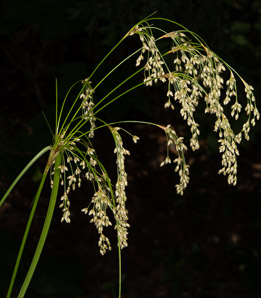 Scirpus cyperinus (brown woolly sedge, cottongrass bulrush, woolgrass, wool grass, common woolsedge)