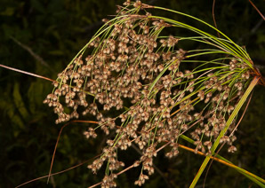 Scirpus microcarpus (barberpole sedge, panicled bulrush)