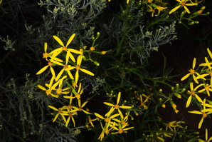 Senecio spartioides (broom-like ragwort)