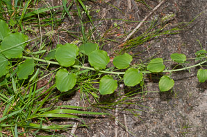 Smilax herbacea (smooth carrion flower, carrion vine, herbaceous carrion flower, smooth herbaceous greenbrier, smooth carrionflower)