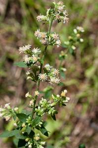 Solidago bicolor (silverrod, white goldenrod)