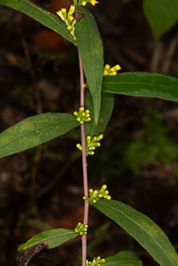 Solidago caesia (wreath goldenrod, blue-stemmed goldenrod, early goldenrod)