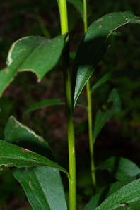 Solidago juncea (early goldenrod)