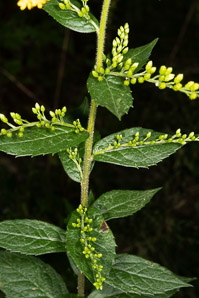 Solidago rugosa (rough-stemmed goldenrod, wrinkleleaf goldenrod)
