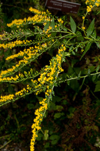 Solidago rugosa (rough-stemmed goldenrod, wrinkleleaf goldenrod)