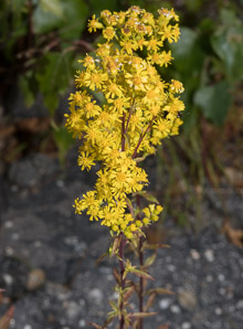 Solidago sempervirens (seaside goldenrod, salt-marsh goldenrod)