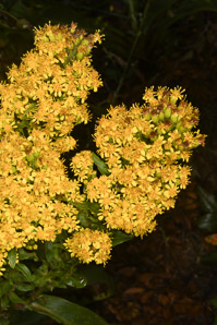 Solidago sempervirens (seaside goldenrod, salt-marsh goldenrod)