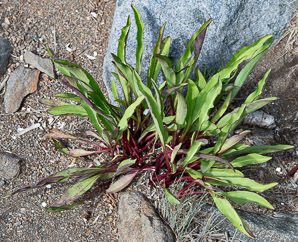 Solidago sempervirens (seaside goldenrod, salt-marsh goldenrod)