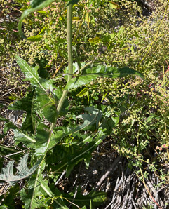 Sonchus arvensis (perennial sowthistle, field milk thistle, field sowthistle, corn sow thistle, dindle, gutweed, swine thistle, tree sow thistle)