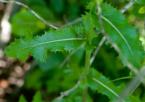 Sonchus asper (spiny-leaved sow-thistle, spiny sowthistle, prickly sowthistle, spiny-leaved sow thistle, rough sow-thistle, rough milk thistle)