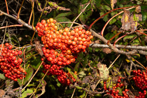 Sorbus americana (mountain ash, American mountain ash)