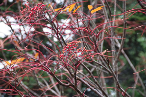 Sorbus americana (mountain ash, American mountain ash)
