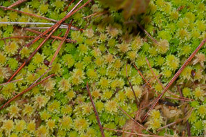 Sphagnum magellanicum (Magellanic bogmoss, Magellan’s sphagnum)