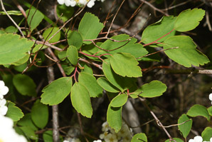 Spiraea betulifolia (birch-leaf spirea, white spirea)