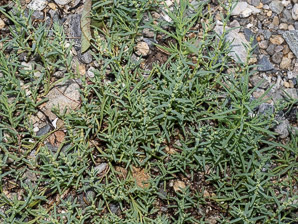 Suaeda maritima (common seablite, herbaceous seepweed)
