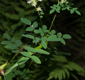 Thalictrum revolutum (waxy-leaf meadow-rue, purple meadowrue, skunk meadowrue, waxy meadowrue, waxyleaf meadow-rue)