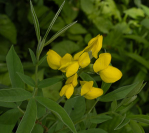 Thermopsis villosa (Carolina lupine, Carolina bushpea, Aaron’s rod, bush pea, false lupine, thermopsis, Blue Ridge false lupine)