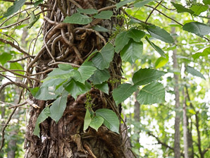 Toxicodendron radicans (poison ivy, Eastern poison ivy)