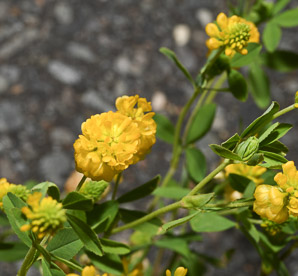 Trifolium aureum (hop clover, large hop clover, large hop trefoil, golden clover)