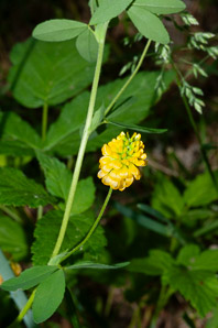 Trifolium aureum (hop clover, large hop clover, large hop trefoil, golden clover)