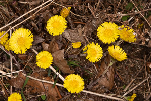 Tussilago farfara (coltsfoot, ass’s foot, bull’s foot, butterbur, coughwort, farfara, foal’s foot, foalswort, horse foot, winter heliotrope)