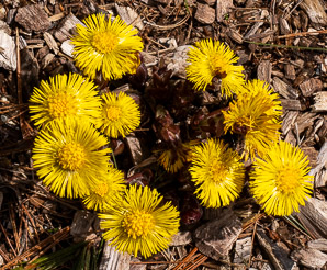 Tussilago farfara (coltsfoot, ass’s foot, bull’s foot, butterbur, coughwort, farfara, foal’s foot, foalswort, horse foot, winter heliotrope)