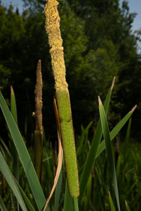 Typha latifolia (common cattail, bulrush, common bulrush, broadleaf cattail, great reedmace, Cooper’s reed, cumbungi, narrow-leaved cattails)
