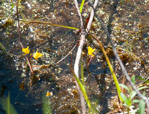 Utricularia macrorhiza (common bladderwort, bladderwort)