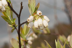 Vaccinium L. (blueberry)