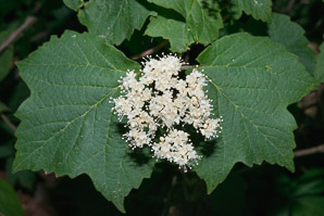 Viburnum acerifolium (maple-leaf viburnum, arrow-wood, maple-leaf arrowwood, maple-leaved viburnum, maple-leaf arrow-wood, mapleleaf viburnum)