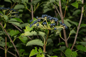 Viburnum dentatum (arrowwood, southern arrowwood)