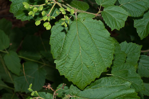 Viburnum rafinesqueanum (downy arrowwood)