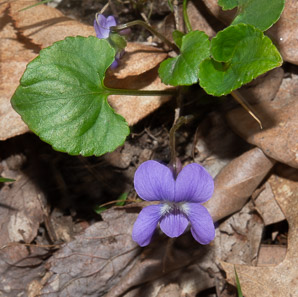 Viola sororia (common blue violet, woolly blue violet, common wood violet, broad-leaved wood violet)