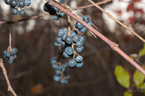 Vitis aestivalis (summer grape, grape)