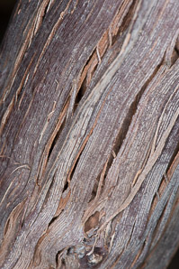 Vitis aestivalis (summer grape, grape)